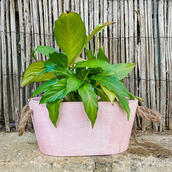 Decorative Washed Wood Planter - Shartruese