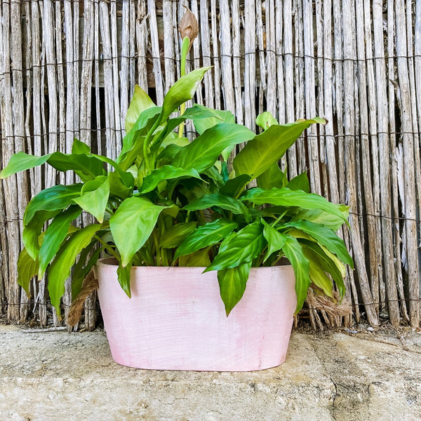 Decorative Washed Wood Planter - Shartruese